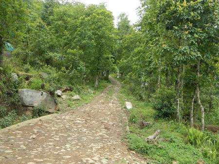 Chota mangwa